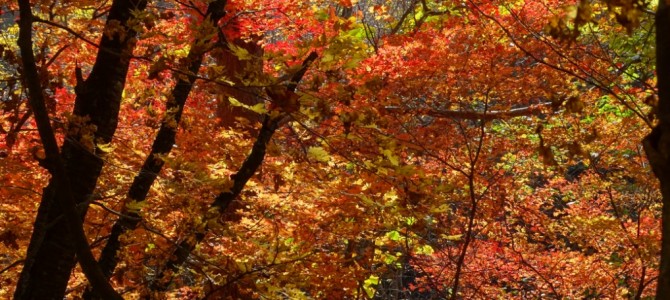 Wandern durch einen “brennenden” Herbstwald im Sobaeksan National Park