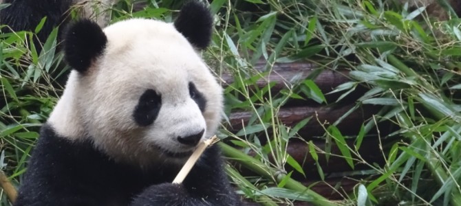 Besuch bei den Pandas