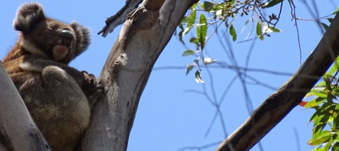 Koala – Australien Koala – Australien
