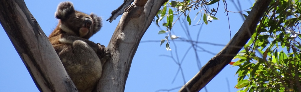 Koala – Australien
