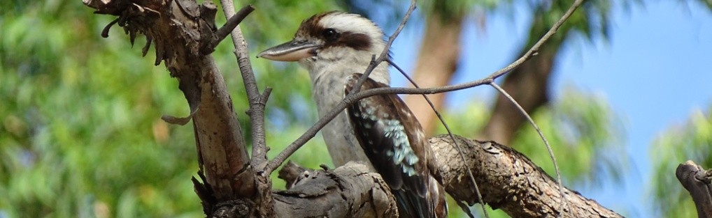 Kookaburra – Australien