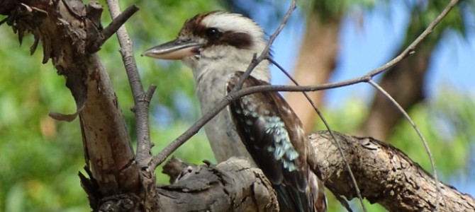 Kookaburra – Australien Kookaburra – Australien