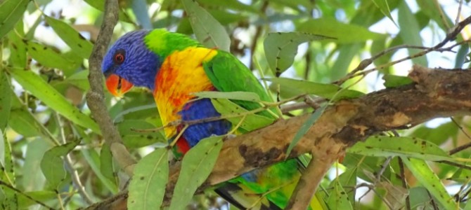 Rosella – Australien Rosella – Australien