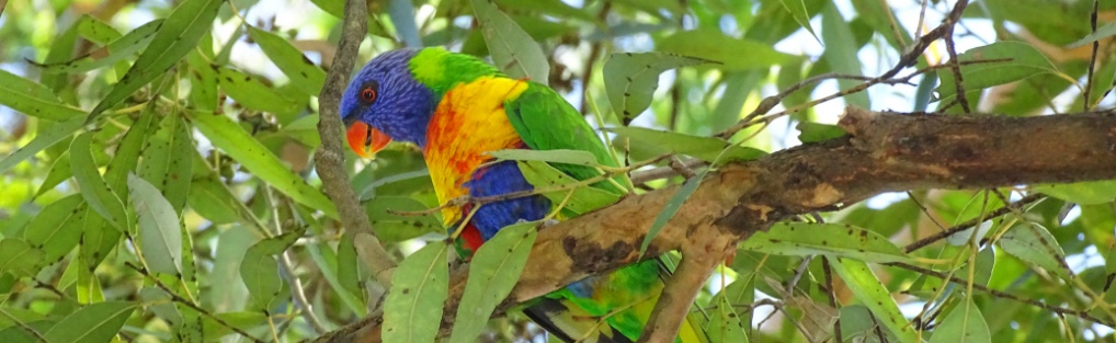 Rosella – Australien