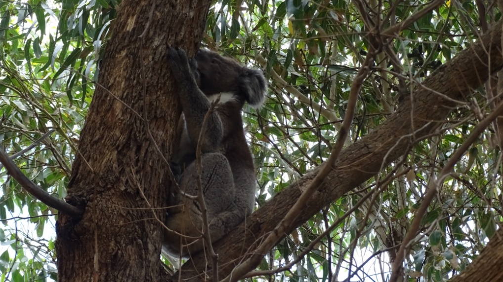 Unseren ersten wilden Koala entdecken wir auf einem Baum nur wenige Meter von unserem Camper