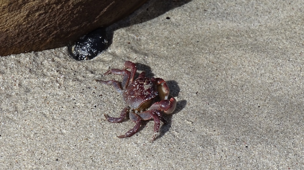Im Sand rennen viele Krabben herum