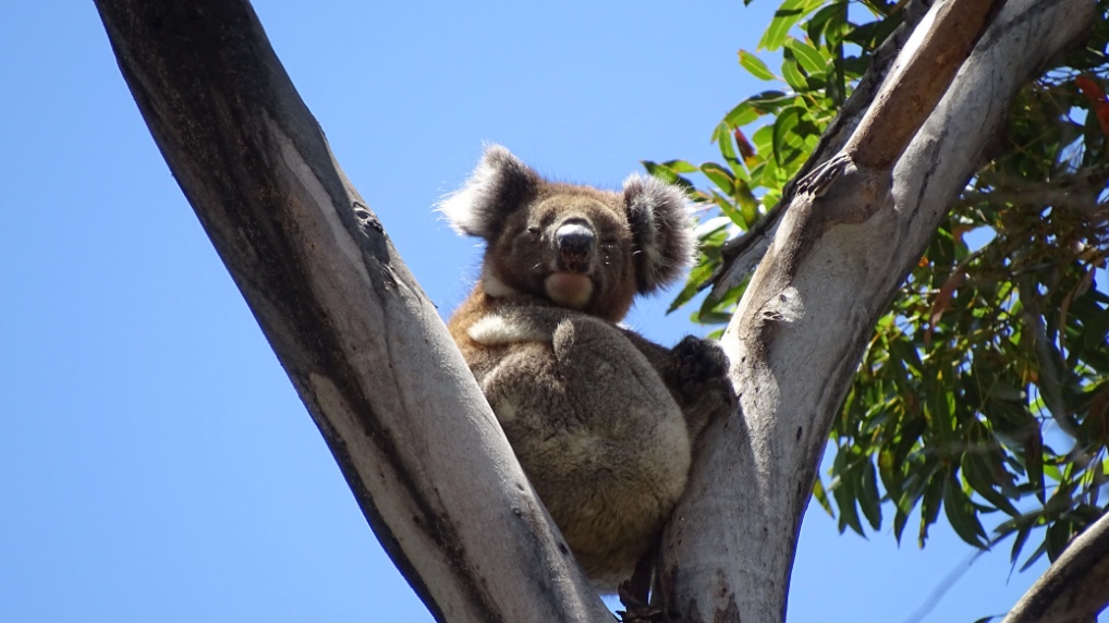 Auch hier können wir die Koalas beobachten